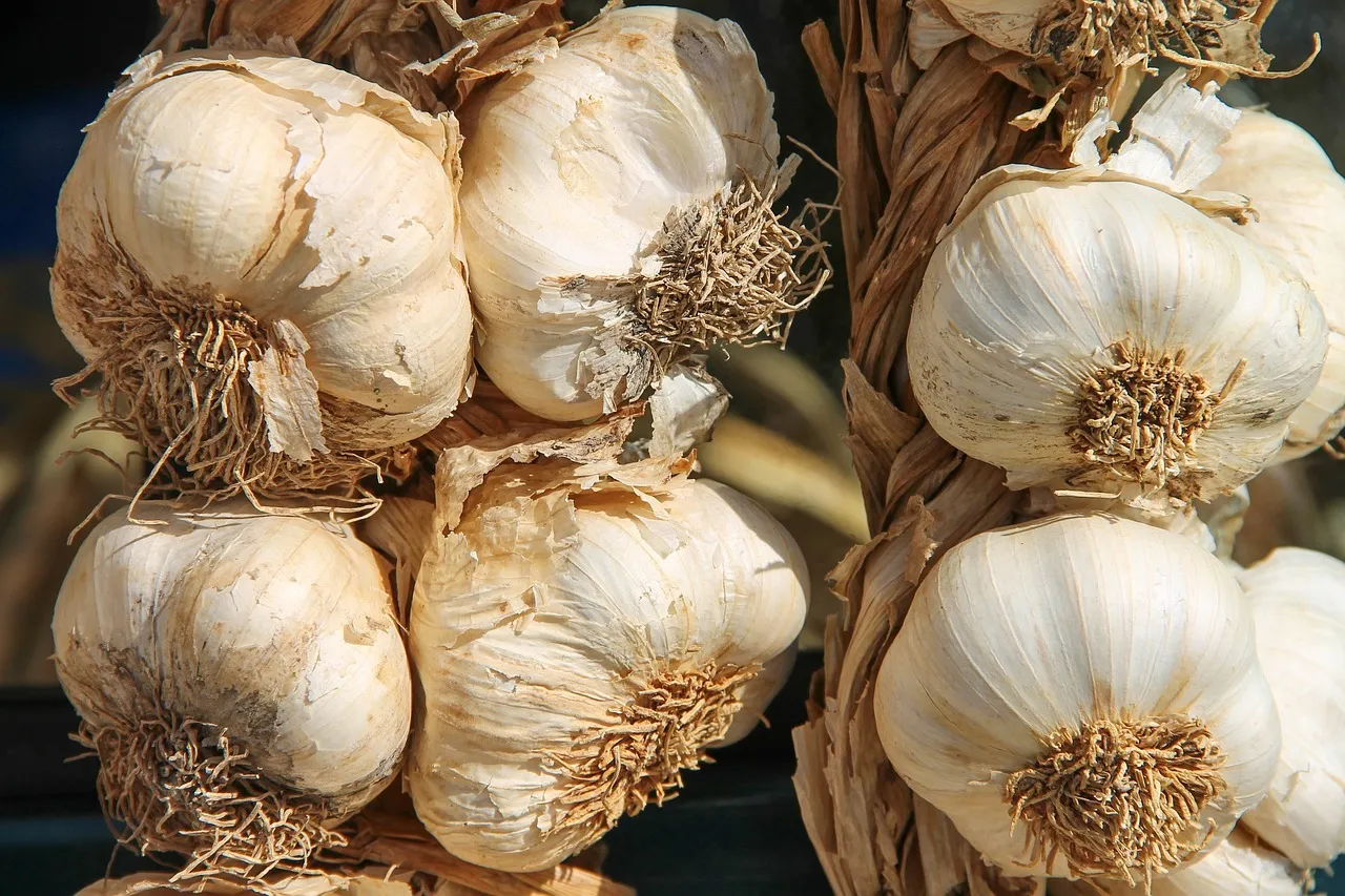 Ramuan Herbal untuk Mengatasi Asam Urat: Solusi Alami untuk Kesehatan Sendi