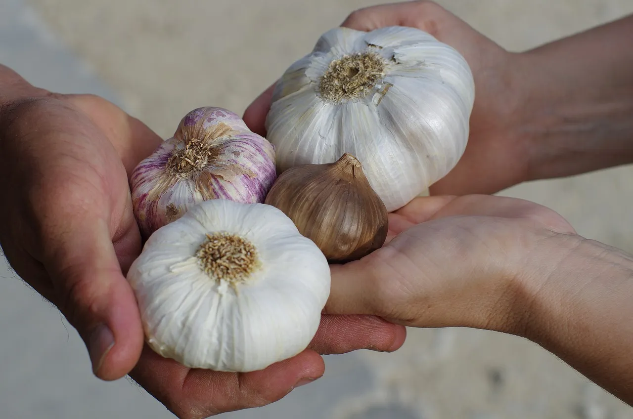 Manfaat Bawang Putih Tunggal: Keajaiban Kecil dari Alam untuk Kesehatan