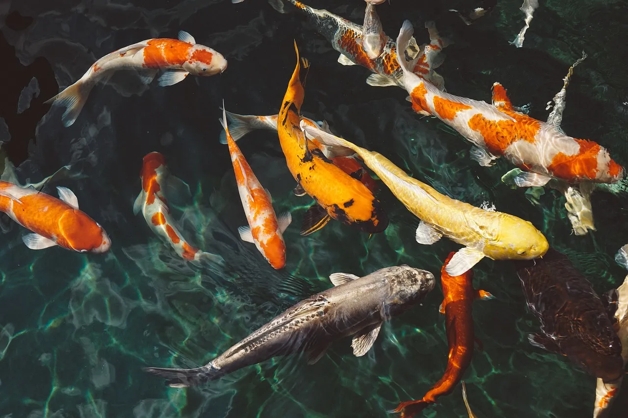 Manfaat Terapi Ikan: Relaksasi dan Kesehatan dari Gigitan Kecil